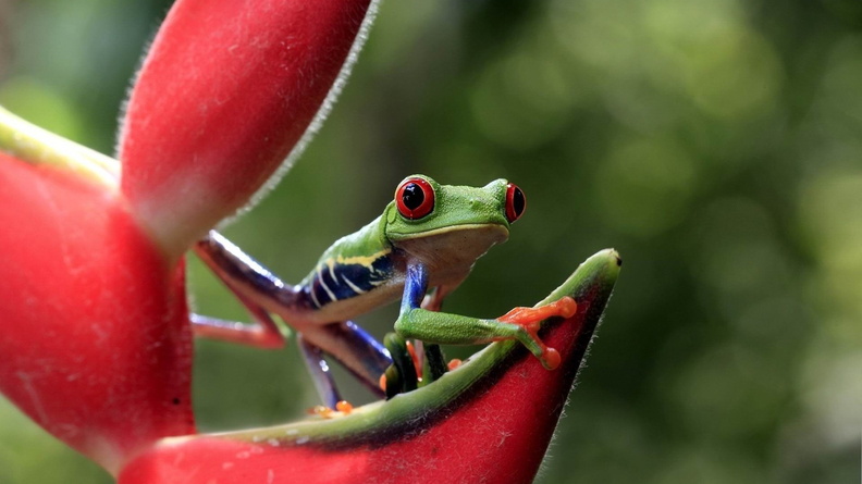 frog eyes flower-Animal Photo Wallpaper Wallpaper 1920x1200[10wallpaper.com]